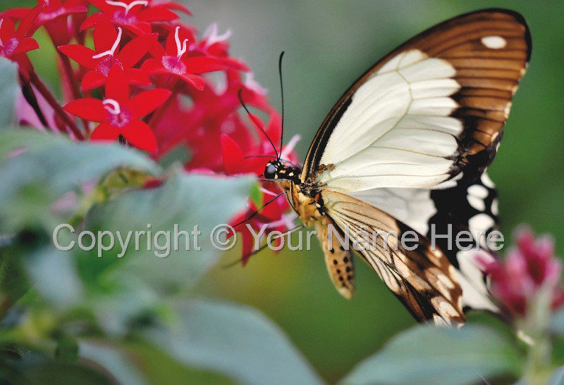 copyright photography watermark